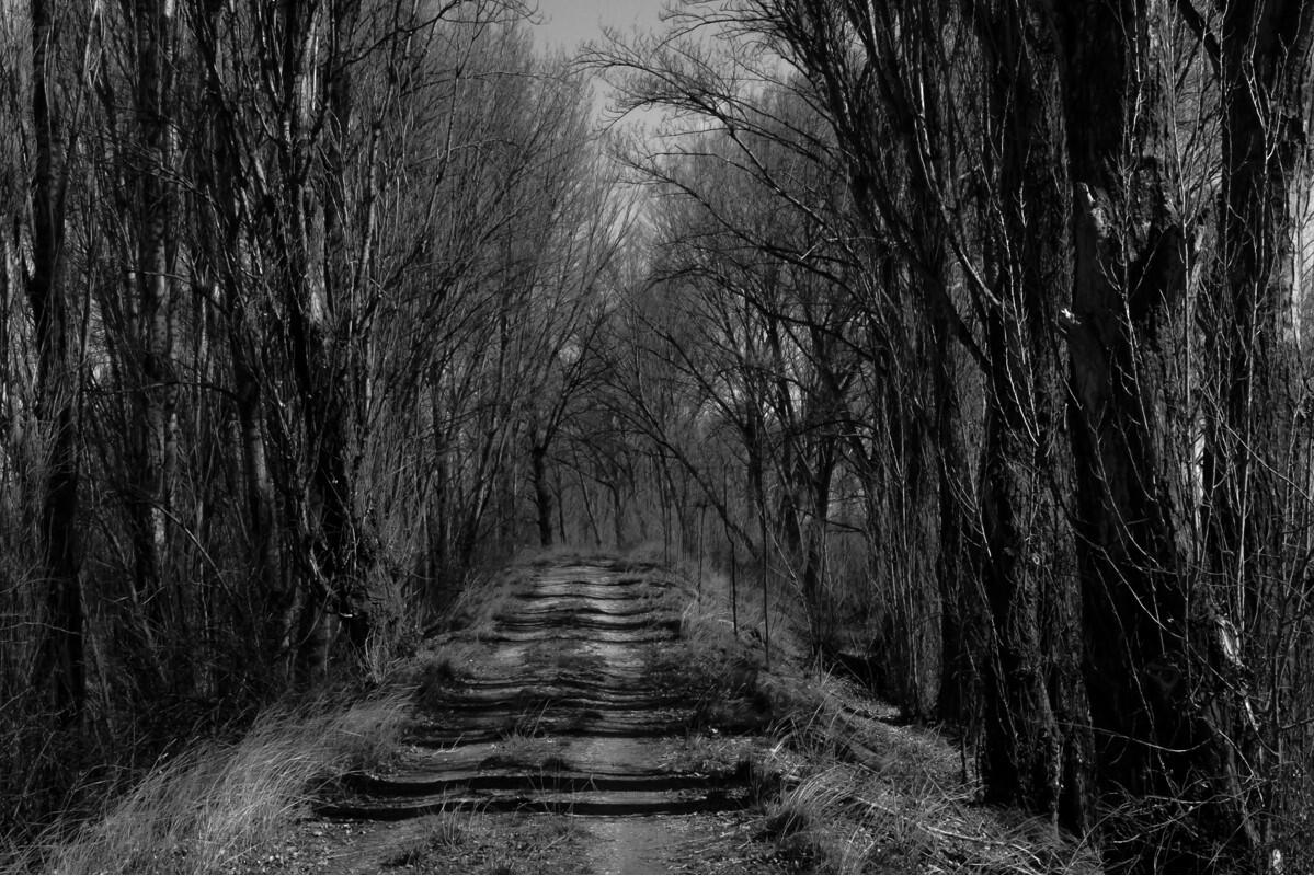 Camino entre chopos
